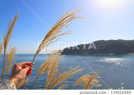 Silver grass along the coastline, hands, sunlight, blue sky, sea, mountains 134028369