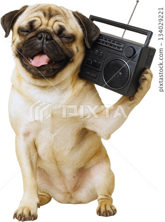 Happy Pug Listening to a Retro Radio 134029221