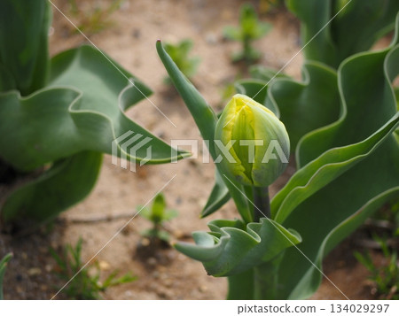 瑪麗喬的黃色鬱金香花蕾 134029297