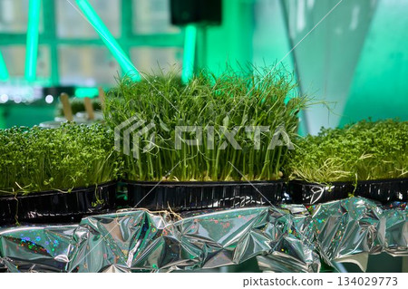 Detailed plant texture, Studying organic moss texture against shiny metallic backdrop, Assessment of vibrant moss and foil surface for green roofing or craft applications 134029773