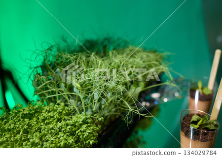 Detailed plant texture, Studying organic moss texture against shiny metallic backdrop, Assessment of vibrant moss and foil surface for green roofing or craft applications Detailed plant texture, Studying organic moss texture against shiny metallic backdrop, Assessment of vibrant moss and foil surface for green roofing or craft applications 134029784