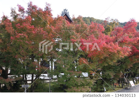Autumn leaves at Eikando Zenrinji Temple in Kyoto 134030113