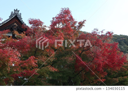 Autumn leaves at Eikando Zenrinji Temple in Kyoto 134030115