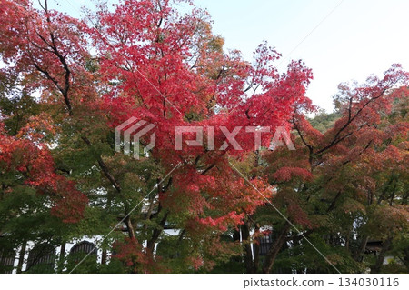 Autumn leaves at Eikando Zenrinji Temple in Kyoto Autumn leaves at Eikando Zenrinji Temple in Kyoto 134030116