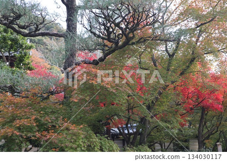 Autumn leaves at Eikando Zenrinji Temple in Kyoto 134030117
