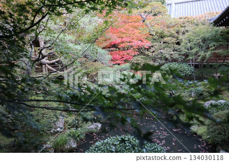 京都永觀堂禪林寺的秋葉 134030118
