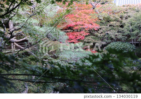 京都永觀堂禪林寺的秋葉 134030119