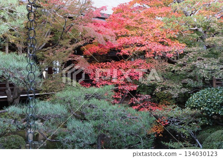 Autumn leaves at Eikando Zenrinji Temple in Kyoto Autumn leaves at Eikando Zenrinji Temple in Kyoto 134030123