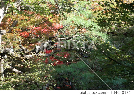 Autumn leaves at Eikando Zenrinji Temple in Kyoto 134030125