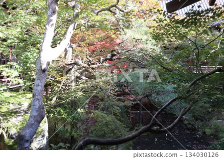 京都永觀堂禪林寺的秋葉 京都永觀堂禪林寺的秋葉 134030126