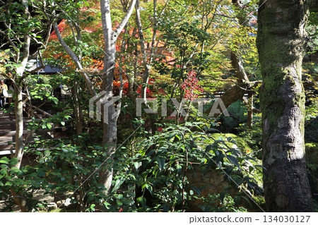 Autumn leaves at Eikando Zenrinji Temple in Kyoto 134030127