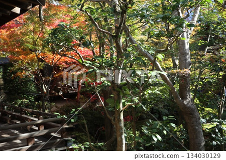 Autumn leaves at Eikando Zenrinji Temple in Kyoto Autumn leaves at Eikando Zenrinji Temple in Kyoto 134030129