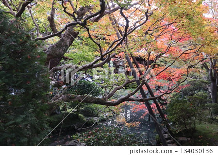 Autumn leaves at Eikando Zenrinji Temple in Kyoto 134030136