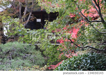 Autumn leaves at Eikando Zenrinji Temple in Kyoto 134030143