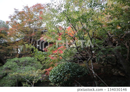Autumn leaves at Eikando Zenrinji Temple in Kyoto Autumn leaves at Eikando Zenrinji Temple in Kyoto 134030146