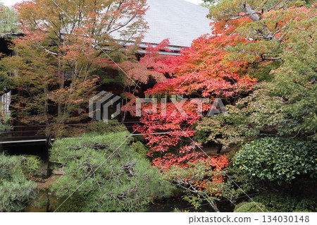 Autumn leaves at Eikando Zenrinji Temple in Kyoto Autumn leaves at Eikando Zenrinji Temple in Kyoto 134030148