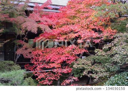 京都永觀堂禪林寺的秋葉 京都永觀堂禪林寺的秋葉 134030150