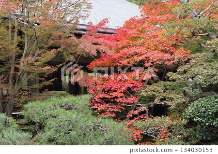 Autumn leaves at Eikando Zenrinji Temple in Kyoto Autumn leaves at Eikando Zenrinji Temple in Kyoto 134030153