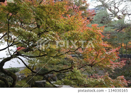 Autumn leaves at Eikando Zenrinji Temple in Kyoto 134030165