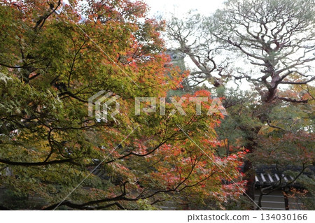 京都永觀堂禪林寺的秋葉 京都永觀堂禪林寺的秋葉 134030166