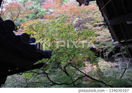 Autumn leaves at Eikando Zenrinji Temple in Kyoto 134030167