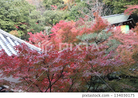 京都永觀堂禪林寺的秋葉 134030175