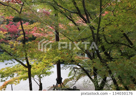 Autumn leaves at Eikando Zenrinji Temple in Kyoto 134030176