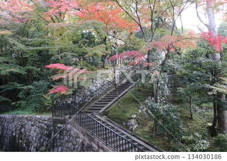 Autumn leaves at Eikando Zenrinji Temple in Kyoto Autumn leaves at Eikando Zenrinji Temple in Kyoto 134030186