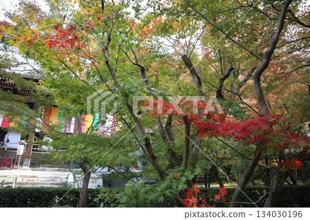 Autumn leaves at Eikando Zenrinji Temple in Kyoto 134030196