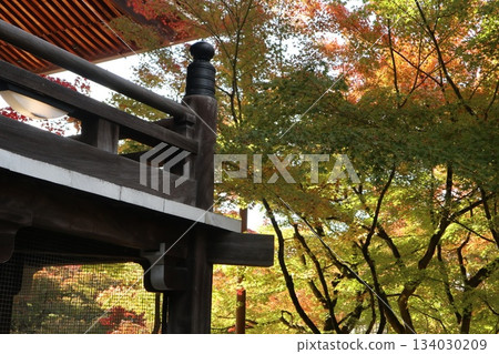 Autumn leaves at Eikando Zenrinji Temple in Kyoto 134030209