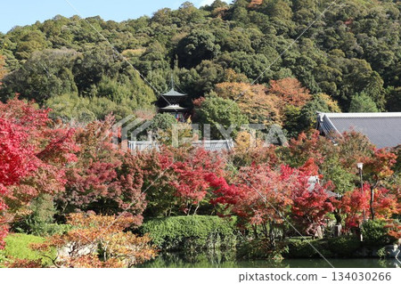 京都永觀堂禪林寺的秋葉 京都永觀堂禪林寺的秋葉 134030266
