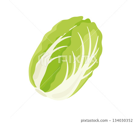大白菜，平面插圖 134030352