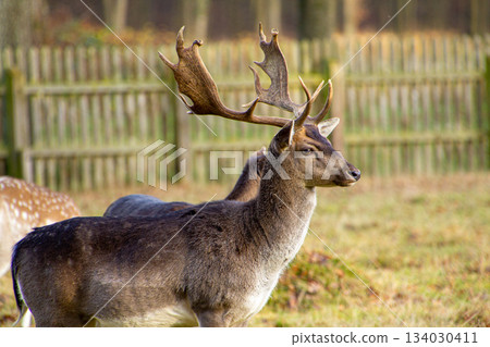 Male fallow deer, standing alert and carefully observing what will happen. Male fallow deer, standing alert and carefully observing what will happen. 134030411