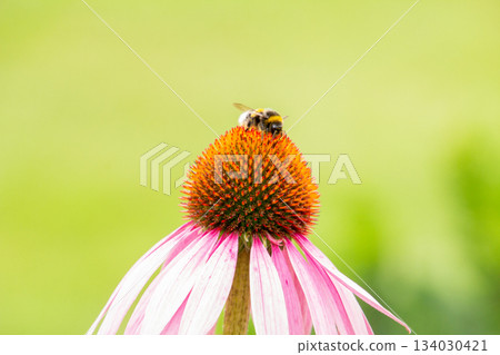 Honey bee on a coneflower 134030421