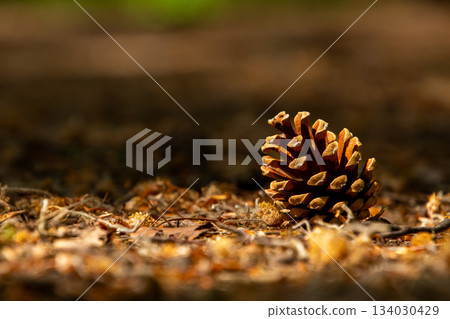 Closeup from a pineapple in the forest of the Achterhoek, near Beek, the Netherlands. 134030429