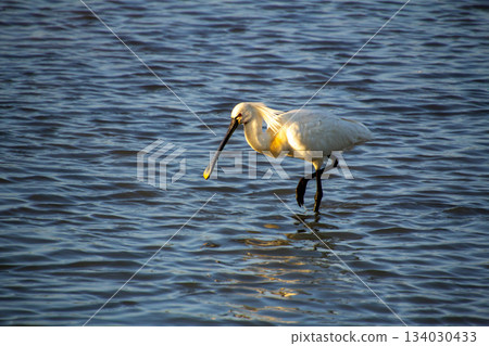 Spoonbill during sunset in the evening in the wetlands of the Betuwe near Elst. Spoonbill during sunset in the evening in the wetlands of the Betuwe near Elst. 134030433