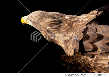 Confident and victorious white-tailed eagle. Confident and victorious white-tailed eagle. 134030493