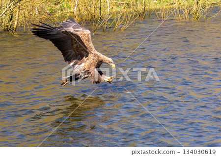 Hungry white-tailed eagle foraging for fish. 134030619