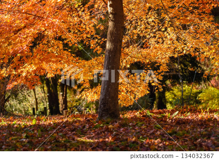 Autumn image: Late autumn scenery 134032367