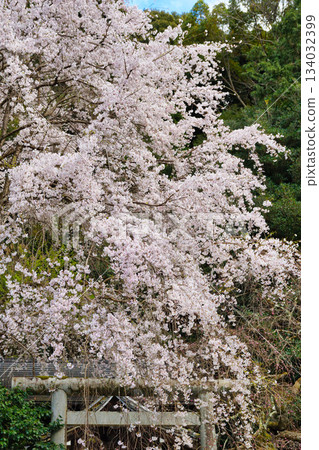 京都大豐神社（京都府京都市左京區）的櫻花很美 134032399
