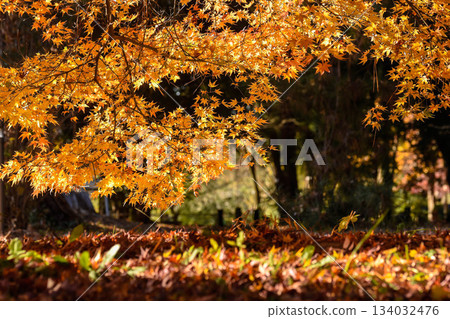 Autumn image: Late autumn scenery 134032476