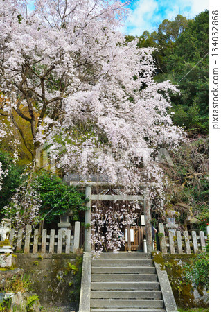 京都大豐神社(京都府京都市左京區)的櫻花很美 京都大豐神社(京都府京都市左京區)的櫻花很美 134032868
