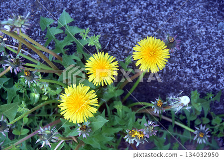 Three dandelions blooming on the roadside Three dandelions blooming on the roadside 134032950