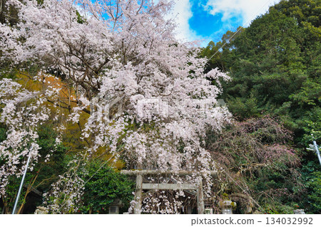 Beautiful cherry blossoms at Otoyo Shrine, Kyoto (Sakyo Ward, Kyoto City, Kyoto Prefecture) Beautiful cherry blossoms at Otoyo Shrine, Kyoto (Sakyo Ward, Kyoto City, Kyoto Prefecture) 134032992