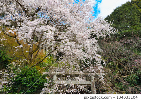 京都大豐神社(京都府京都市左京區)的櫻花很美 京都大豐神社(京都府京都市左京區)的櫻花很美 134033104