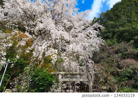 京都大豐神社（京都府京都市左京區）的櫻花很美 134033119
