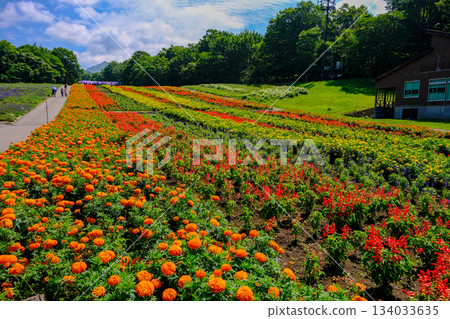 Tanbara flower field 134033635