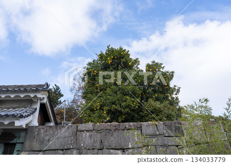 深秋的二條城：北中切門與橘子，京都市中京區 134033779