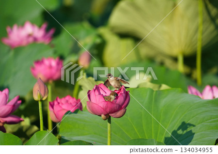 一隻可愛的小麻雀棲息在蓮花上 134034955