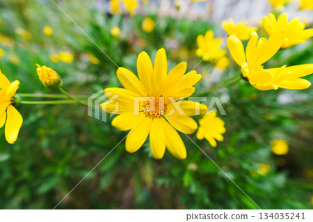 盛開的黃色雛菊花叢 盛開的黃色雛菊花叢 134035241